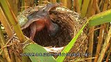 一只可怜的幼鸟，被母亲从高处扔下巢穴，镜头拍下全过程