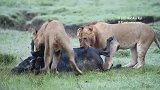 东非草原的流浪雄狮三兄弟，年纪轻轻就可以捕获角马
