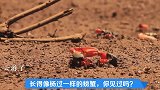 长得像杨过一样的螃蟹，你见过吗？可以当宠物养，超好玩！招潮蟹