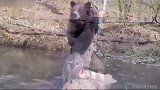 猛男必点！隐藏在森林的摄像机 拍下小动物们过独木桥的超萌画面