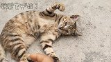 猫大佬在线教学，教你做猫的道理。