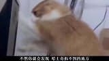 以后大家千万不要把猫跟哈士奇关一起啊，不然你就会发现新世界