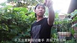 父亲让儿子把胡萝卜切丁，儿子照做后，还真切成了丁字状
