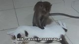 猴子和猫咪趁主人不在家，对螃蟹下起黑手，镜头记录搞笑全过程！