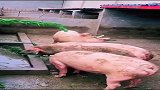 这就是农村，唯一去过酒吧的猪，跳的真带劲！