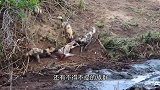 野猪正在水里泡澡，没想到被野狗群盯上，野狗：洗好了直接开吃吧