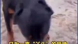 退役缉毒犬无论身体再痛，当听到一声呼唤，总会顽强地站起来