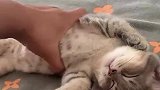 真损啊，睡会觉也不让消停