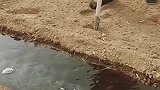 农民必会的技能，给水渠改流