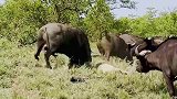 发威的野牛凶猛无比，使出洪荒之力将雄狮挑飞