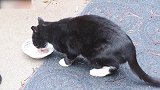 好一只漂亮的猫咪啊，看这可爱的小模样，真是太好玩了呢！