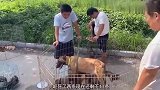 养殖户利用狗狗繁殖赚钱，大狗高产19条，看起来骨瘦如柴！