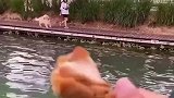 当金毛下水那一刻，没一个鸡腿是无辜的