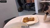 海豹挺突然的上来就是两耳光，猫你是不是不服啊