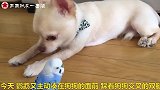 鹦鹉挑衅狗狗，狗狗的表现，太让人意外了！