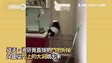 太可爱！胆小狗游农场被其他动物吓到，抱紧主人大腿：爸救我