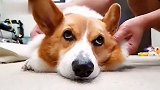 萌萌的柯基犬，喜欢吗