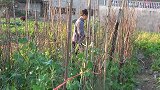 九九去地里剥青菜，不洗直接吹晒一天母亲就放坛里，盐菜真是简单