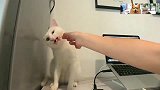 大猫把虾全吃光，小猫生气了，猫咪：一脚踢飞你