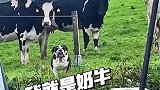 狗子坚定自己的身份信念，认为自己就是一头奶牛