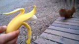 旅客拿香蕉引诱松鼠,吃到一半出现搞笑瞬间,这是动物园不管饭吗