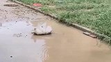 同样是狗，斗牛犬真没让主人失望，太逗了！