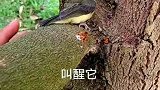 鸟：干啥呢，吓了我一跳！