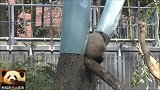 站得高才能望的远！熊猫香香公主做到了，点个赞