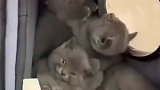 猫猫生了7胞胎，猫爸爸却抑郁了，原因太好笑
