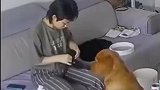 狗子的另类使用方法：无情的垃圾桶套袋机器
