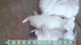 小奶猫出生后一个月不会拉粑粑？解密