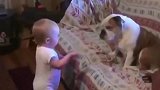 6个月宝宝和小狗吵架，骂不过直接上手打，下一秒请憋住不要笑