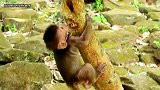 两只小猴子玩得好开心，它们抱在一起