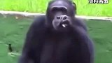 新疆一动物园猩猩抽烟