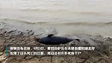 鄱阳湖湖滩发现江豚尸体，当地：今年多头江豚死亡，干旱影响明显