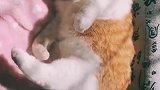 猫：抱着脚脚，晒着太阳，这样睡觉真舒服！