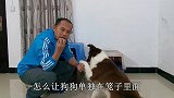 你家狗狗被关的时候是不是狂吠叫呢如果是，那就好好看这个教程