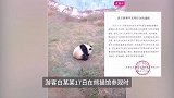女子直播私喂大熊猫叫嚣“不怕网暴”，景区报案：疑为流量故意激怒网友
