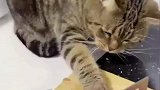 猫：我的眼里只有肉