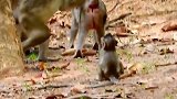 恃强凌弱！坏蛋抢走小猴子芒果，这时好心人给宝宝送来了荔枝