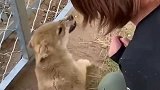 你们看吧，连我家的恶犬都不敢惹母老虎，我怎么敢惹
