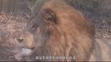 让人意外！非洲最不起眼的食肉动物“鬣狗”，竟让狮子退避三舍