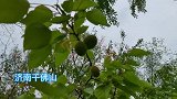 果然视频感觉刚赏完花，没想到果实都这么大了
