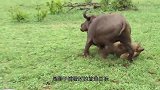 野牛打不过母狮，转身拿小狮子撒气，镜头记录全过程