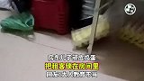 房东儿子顽皮捣蛋，把租客锁在房间里