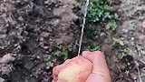 鲜嫩多汁的桃子，一捏就喷水