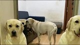 石榴有孩子作后盾，拉布拉多赛文也有老大老四，网友赛文自己扛