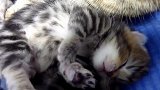 睡着了的小奶猫，这睡姿，萌的我心都化了！