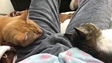大橘和狸花猫，一猫一条腿