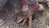 小狼崽被困在碎石堆中，国外好心人将其救出
